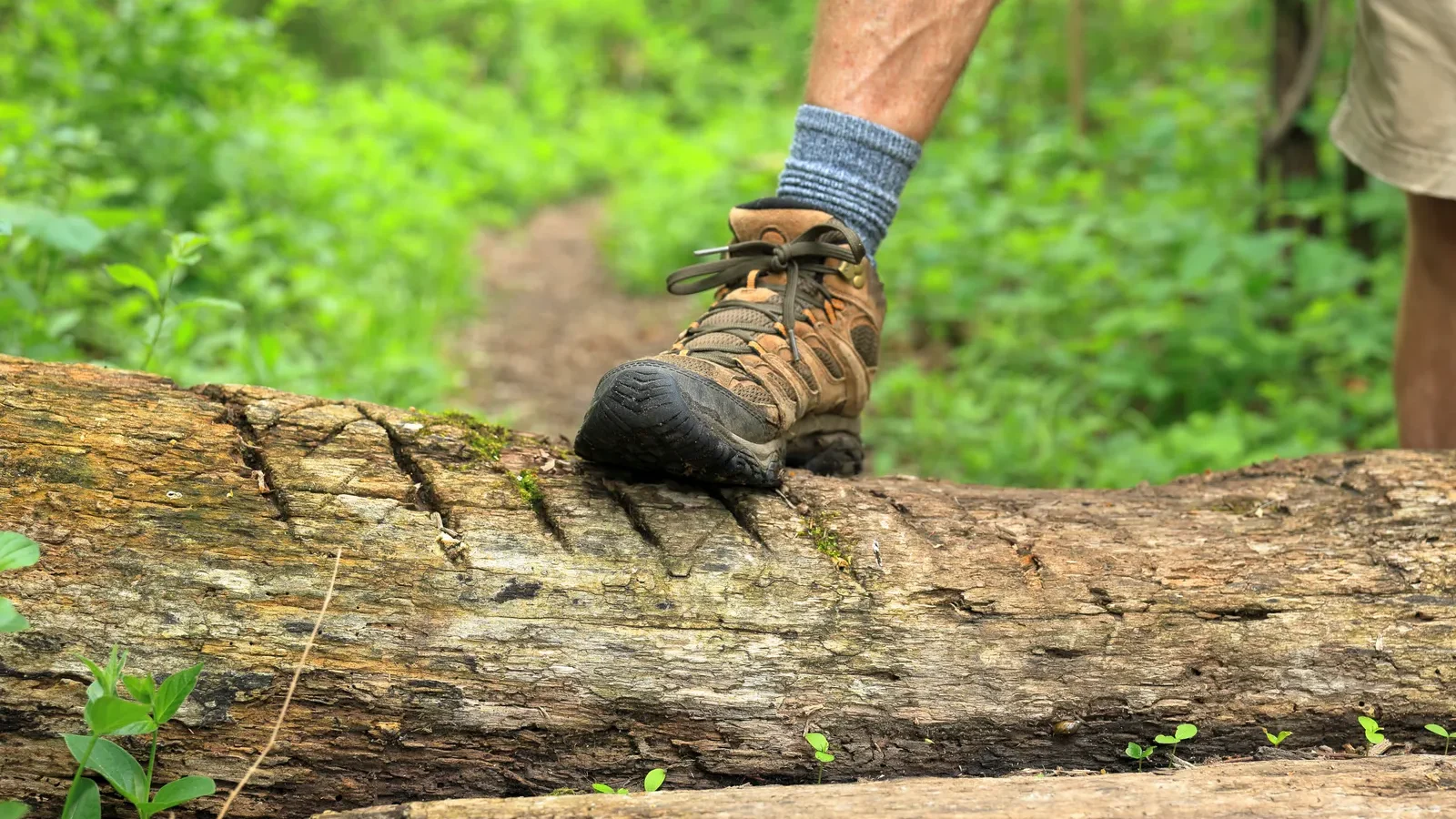 Close-up of a hiking boot stepping over a fallen log on a green forest trail
