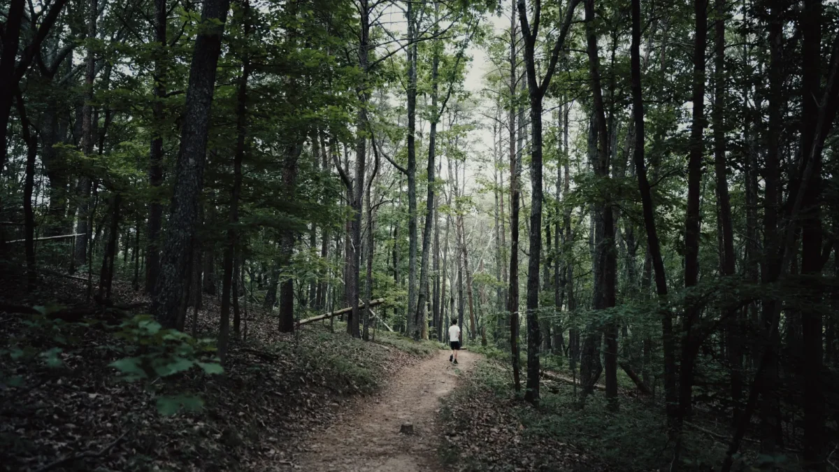 Shady forest footpath near Suches, Georgia