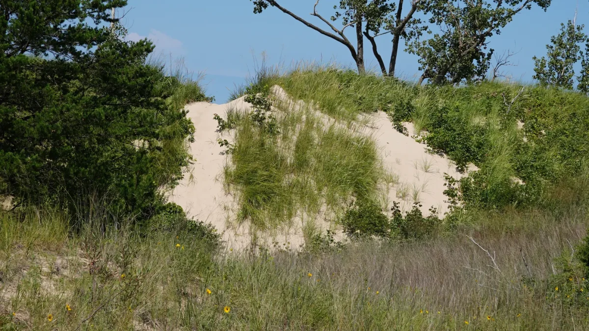 Grassy sand dune under a clear sky at Indiana Dunes State Park