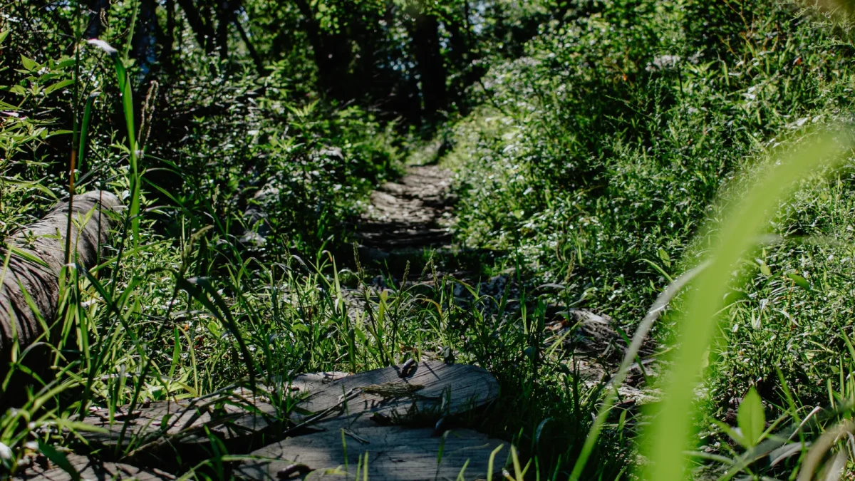 Narrow trail nearly overgrown by tall grass and brush