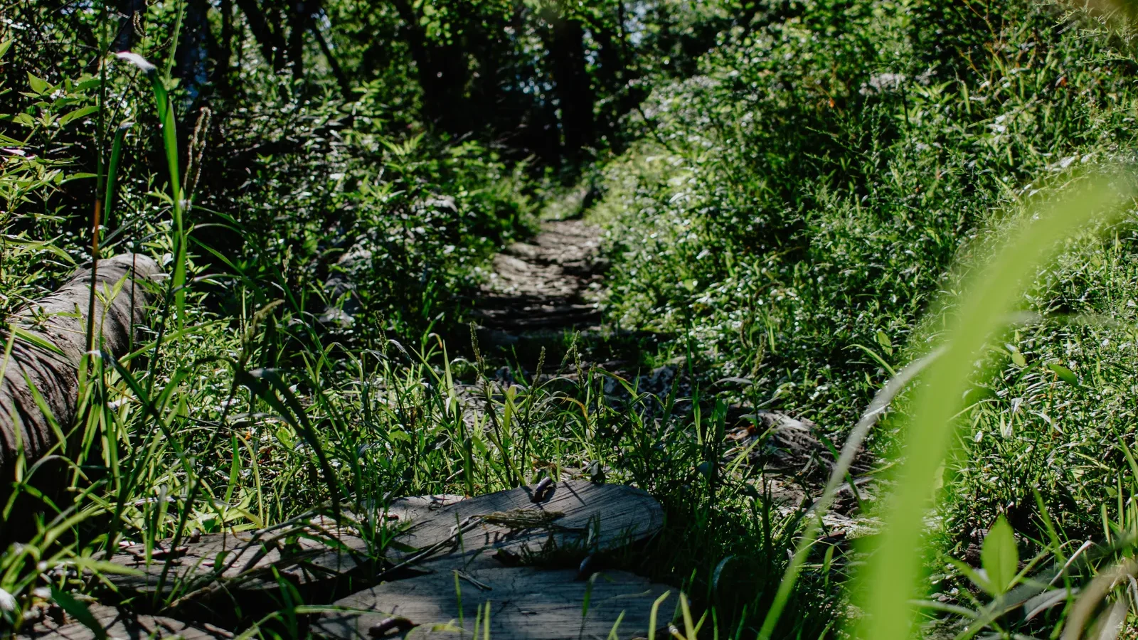 Narrow trail nearly overgrown by tall grass and brush