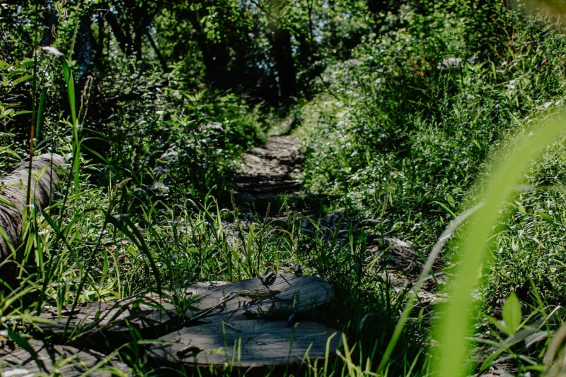 Narrow trail nearly overgrown by tall grass and brush