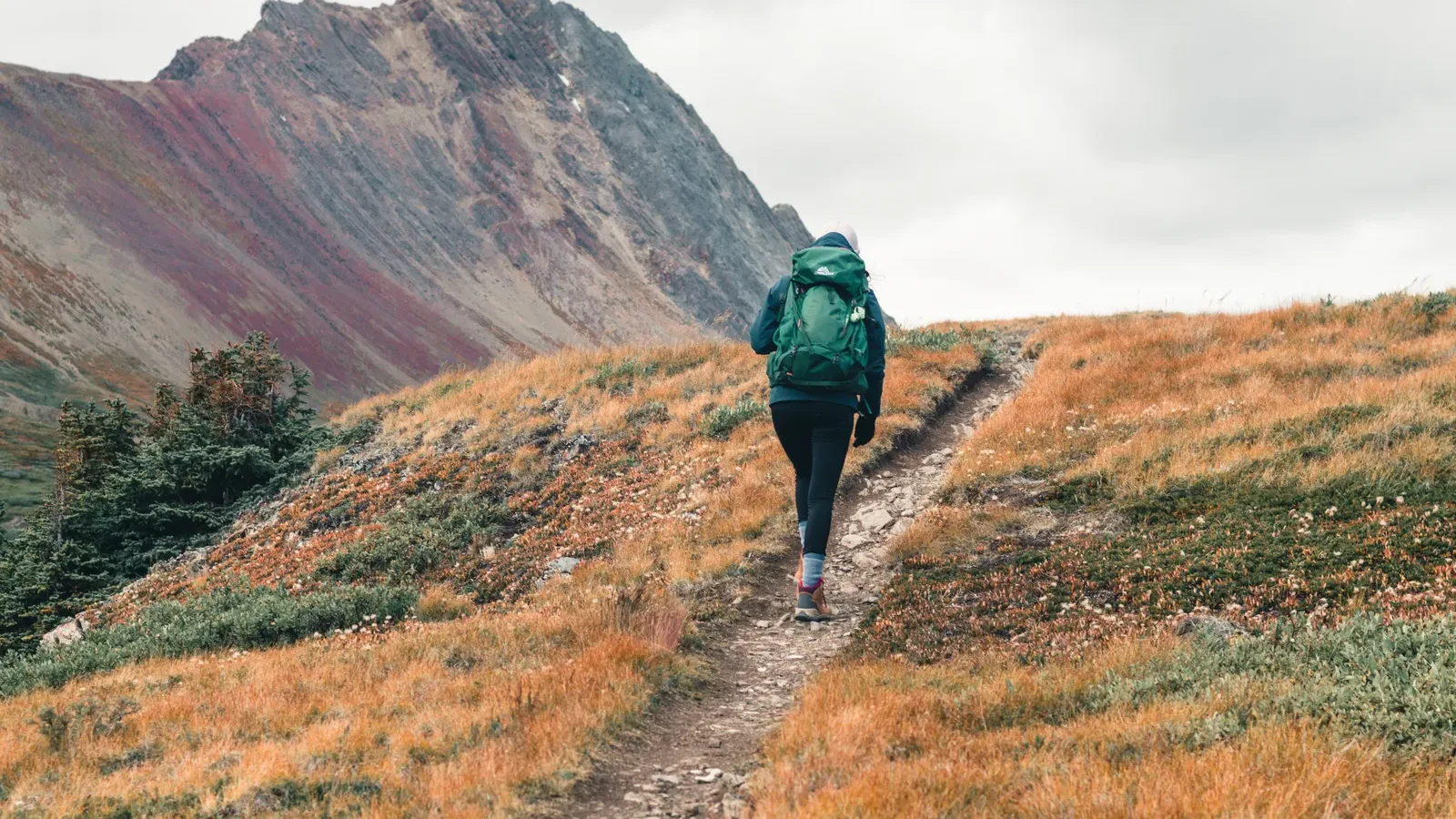 Hiker with a green backpack on a trail through fall-colored meadows in Jasper National Park