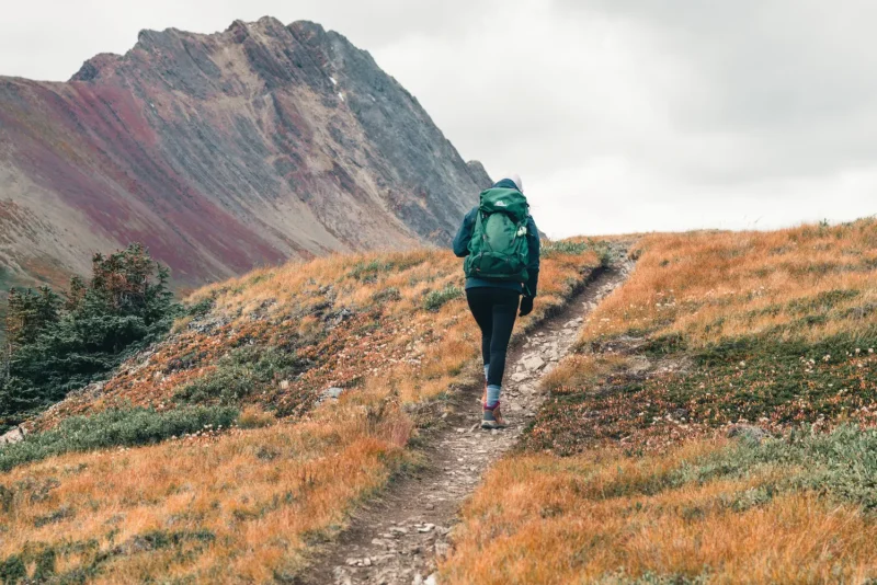 Hiker with a green backpack on a trail through fall-colored meadows in Jasper National Park